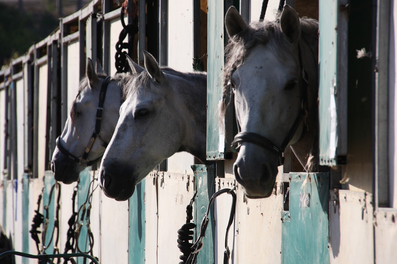 horse show stabling gray horses free photo