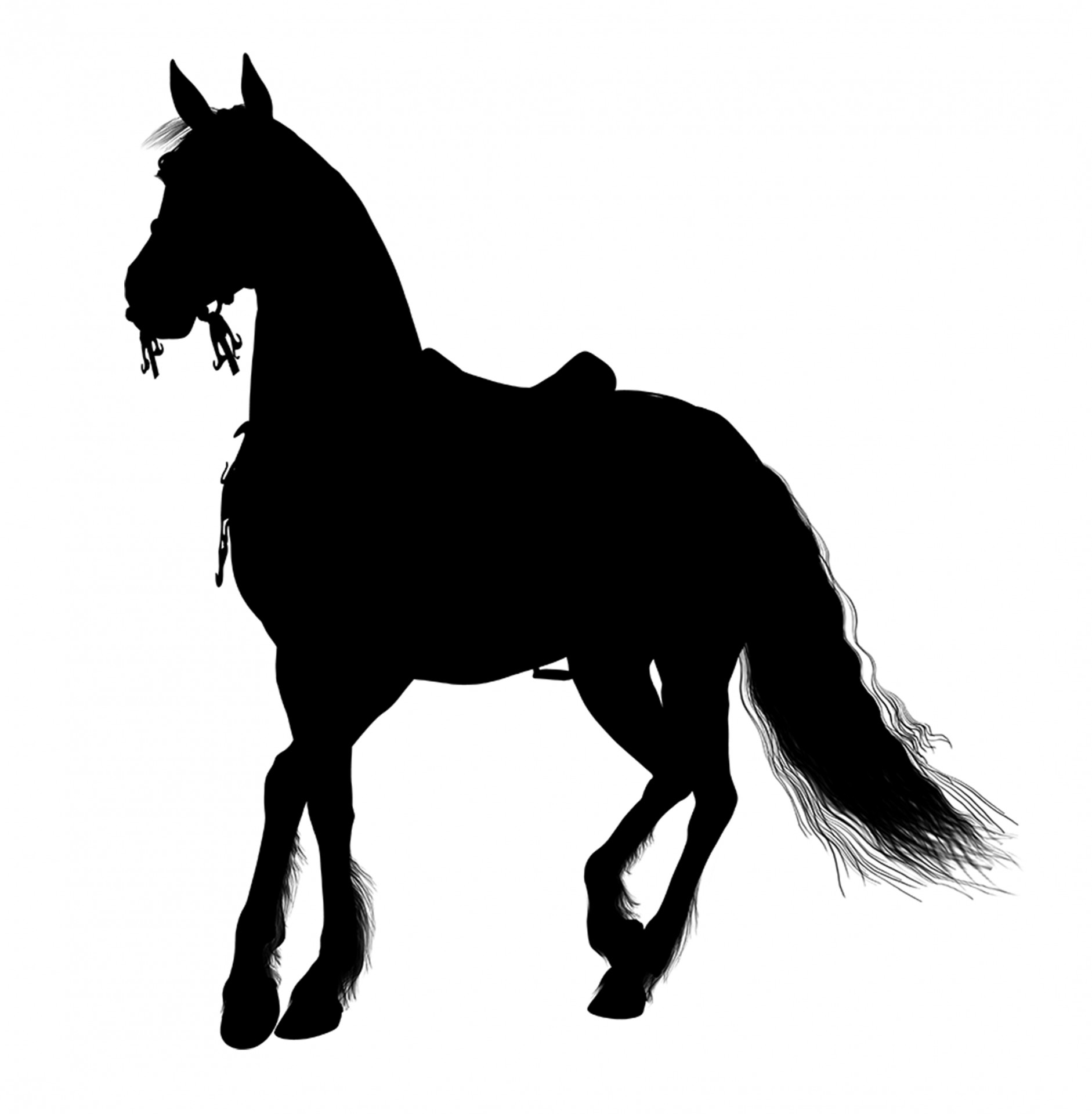 horse silhouette equine horse free photo