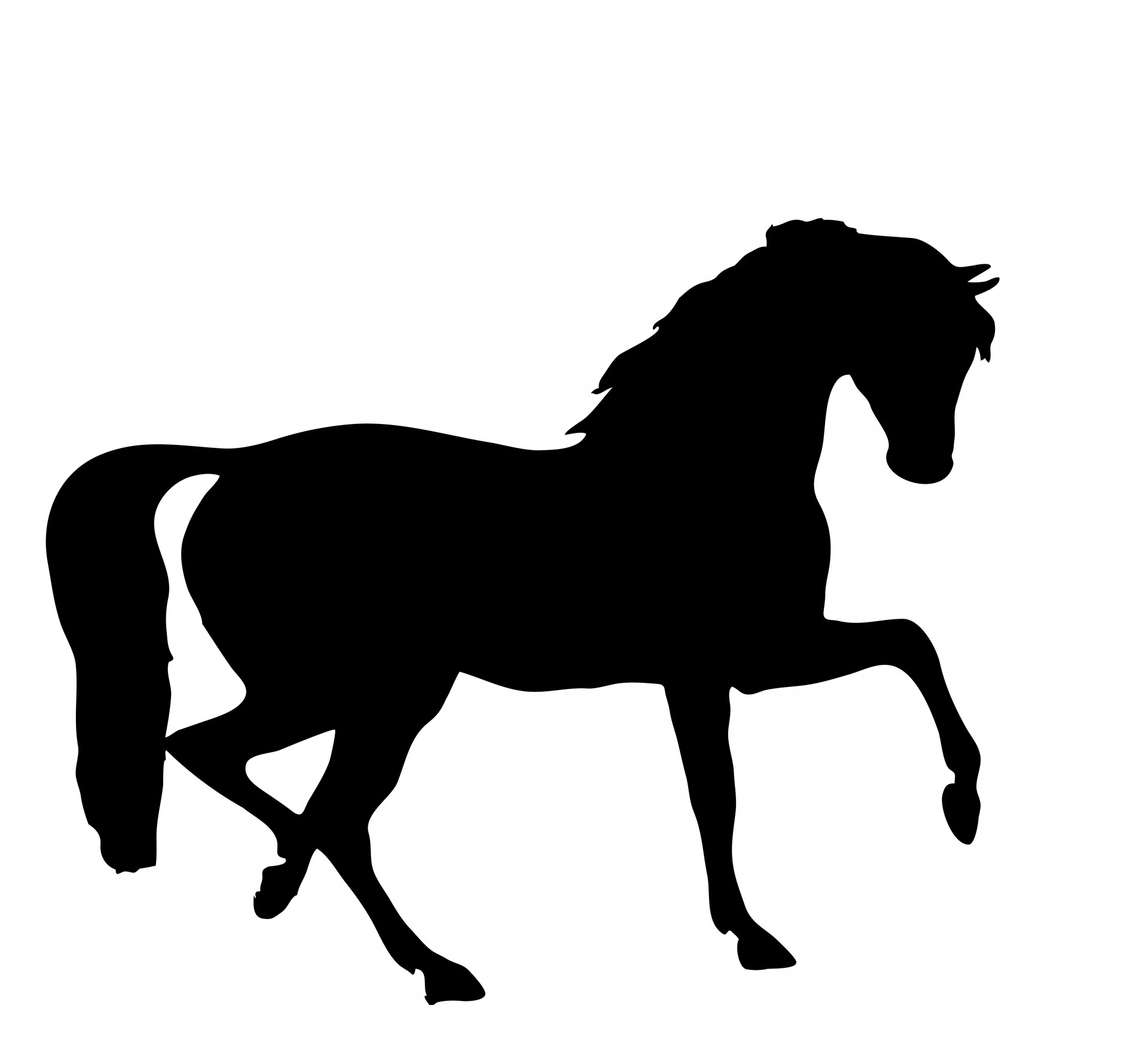 horse pony stallion free photo