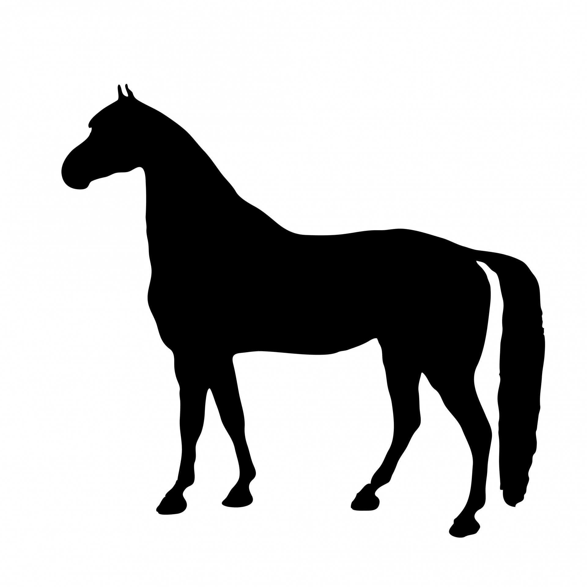 horse pony thoroughbred free photo