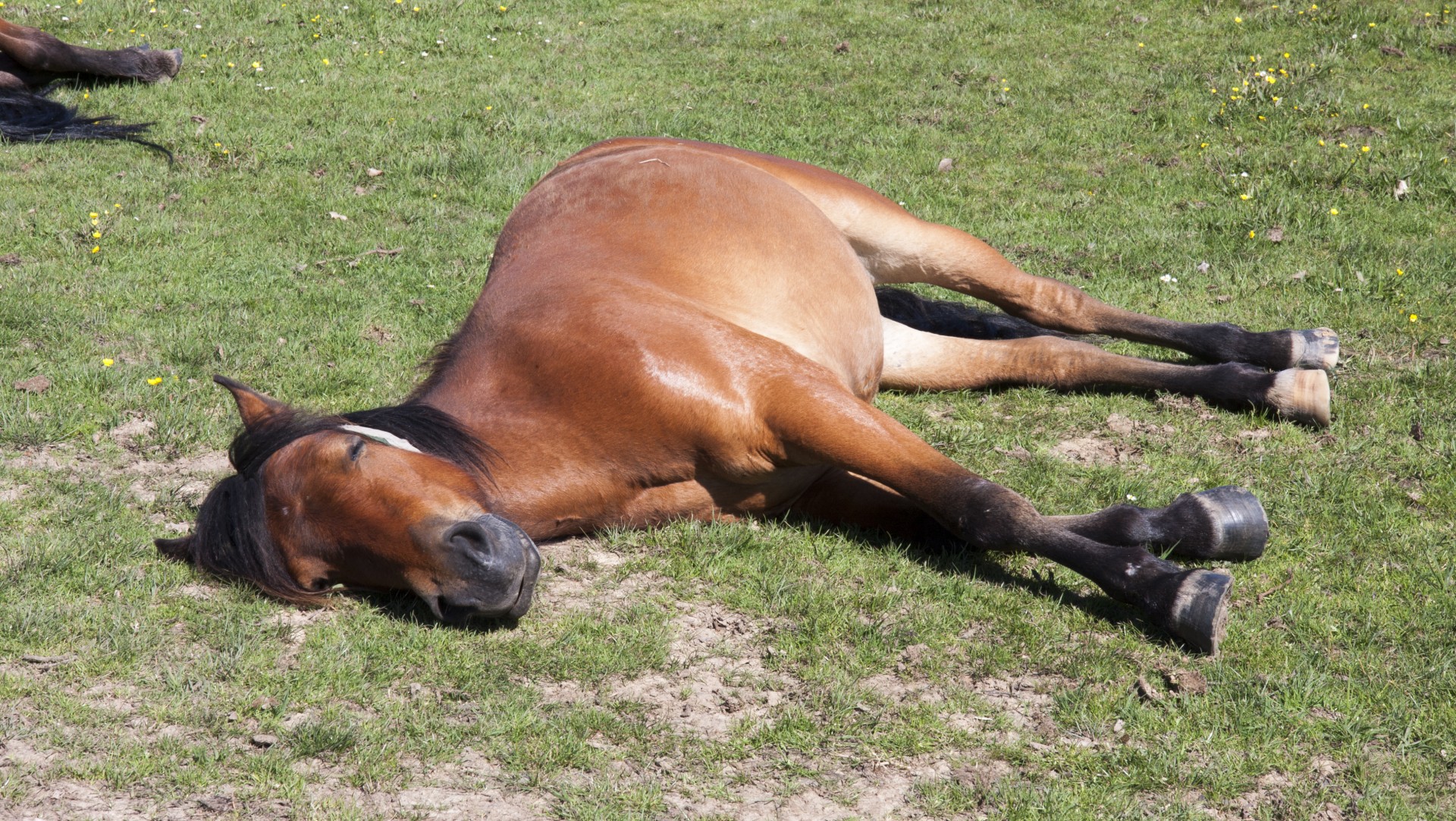horse sleeping asleep free photo