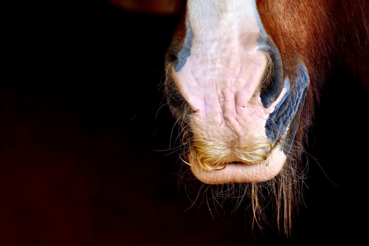 horse snout shire horse nostrils free photo
