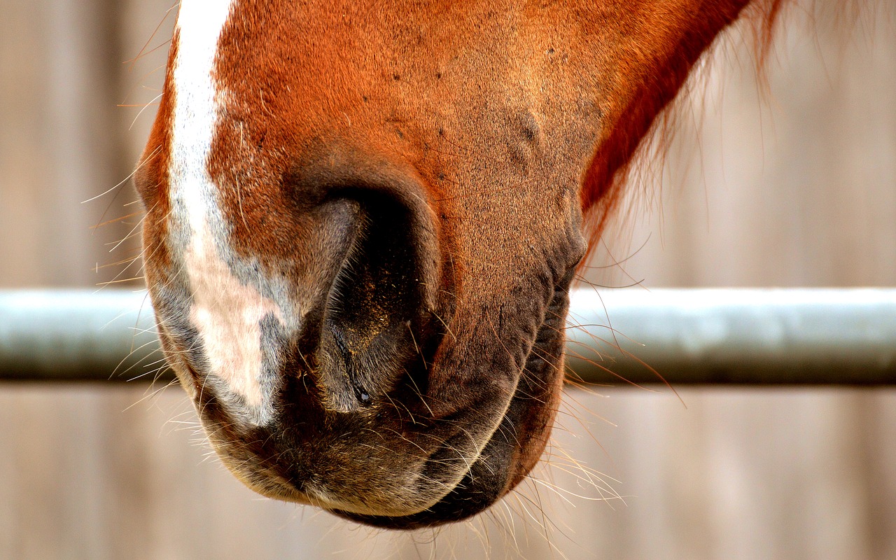 horse snout nostrils close free photo