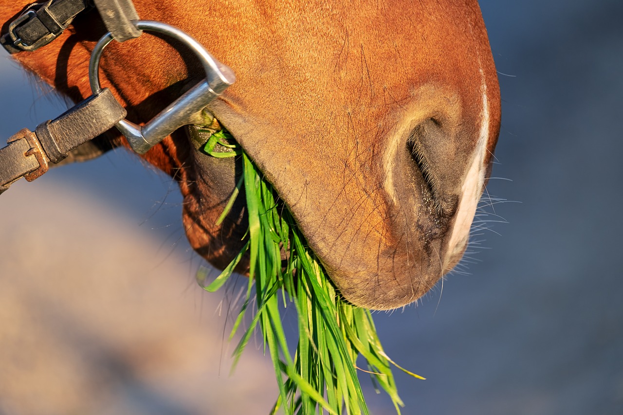 horse snout  nostrils  close up free photo