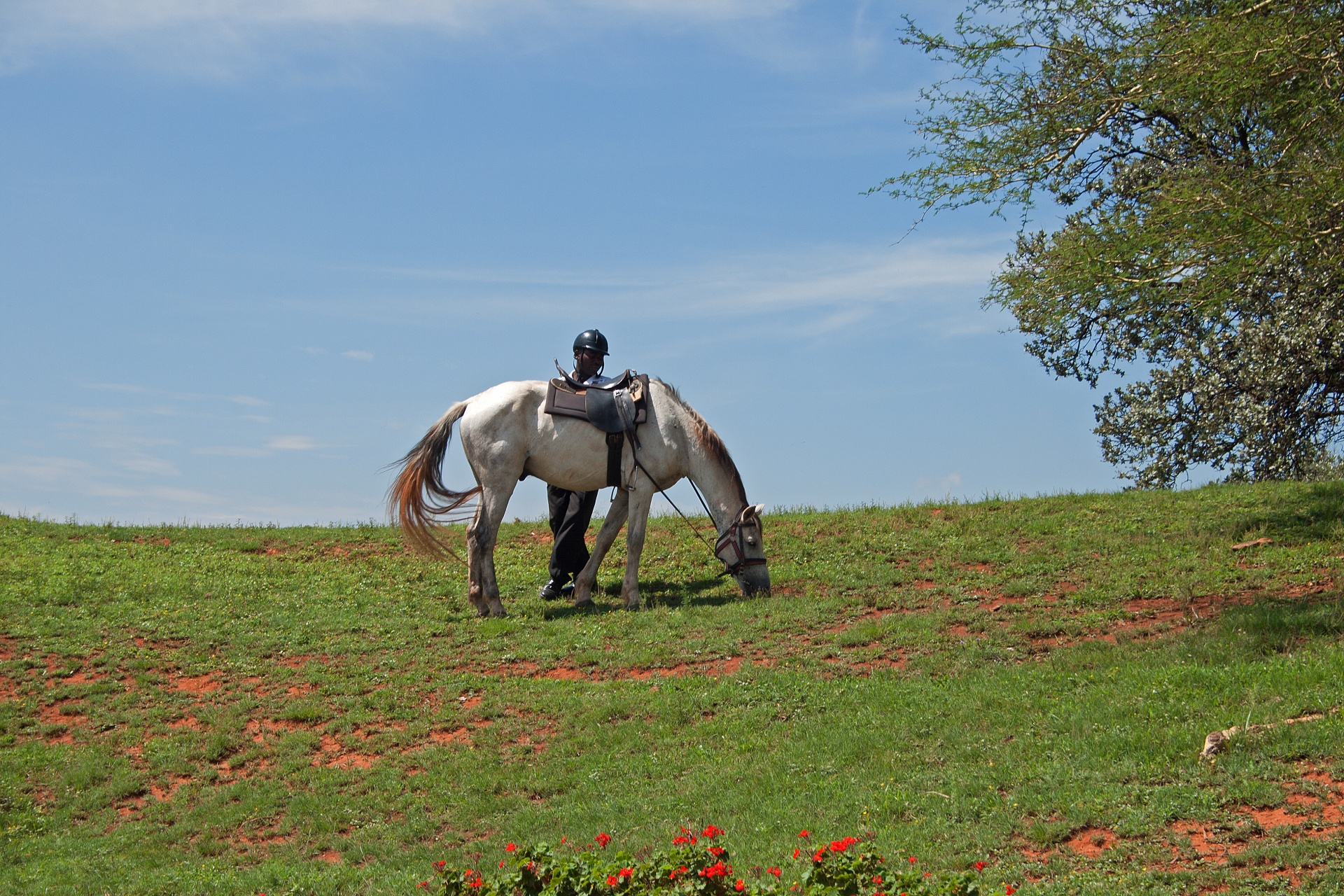 horse saddled white free photo