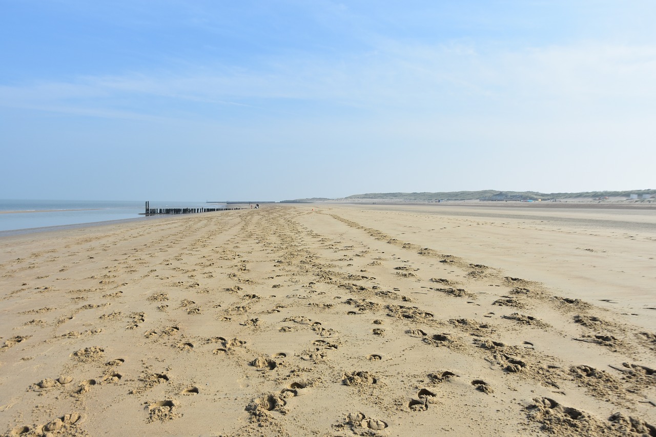 horse tracks beach ride free photo