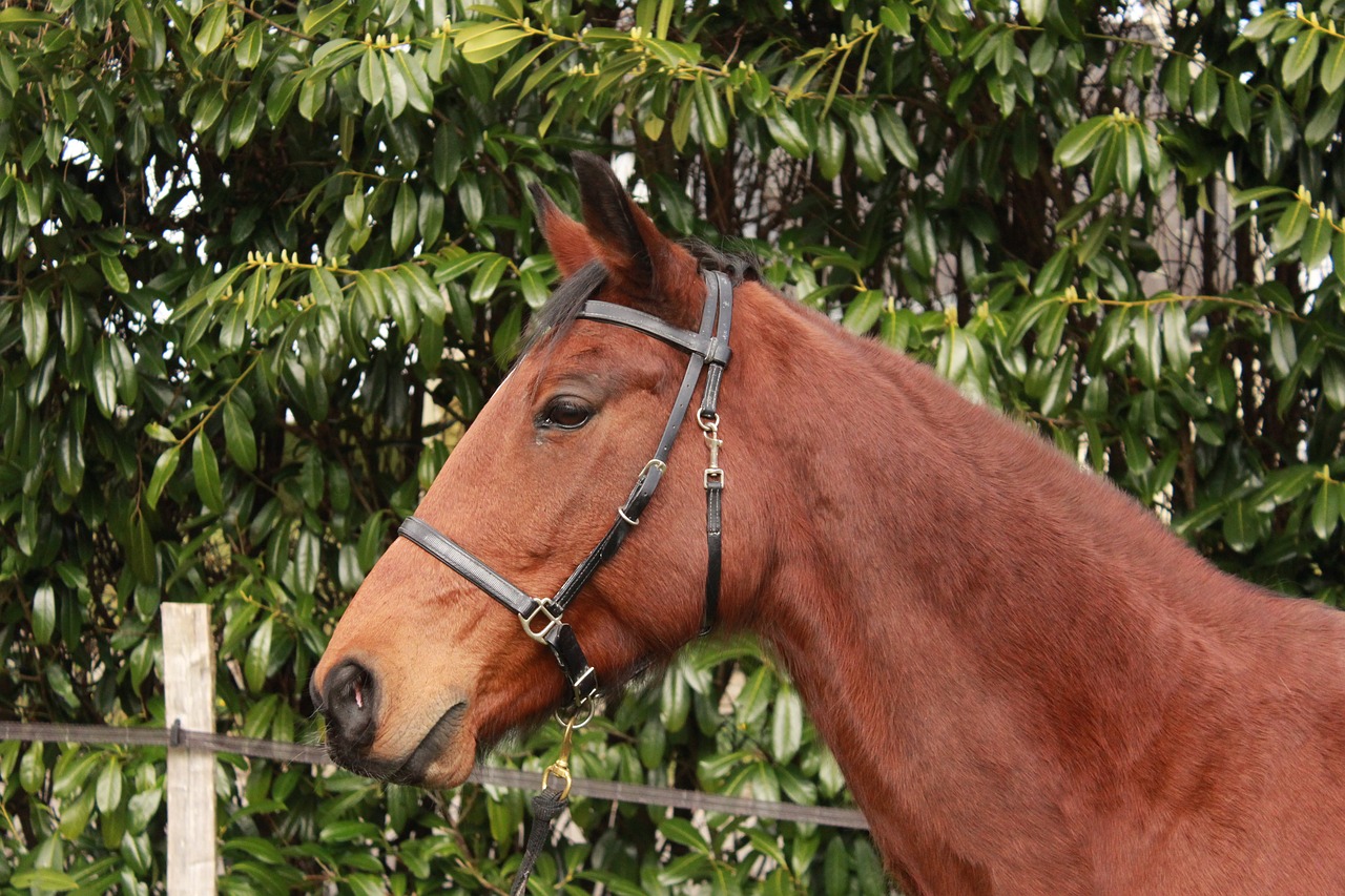 horse walker  brown horse  animals free photo