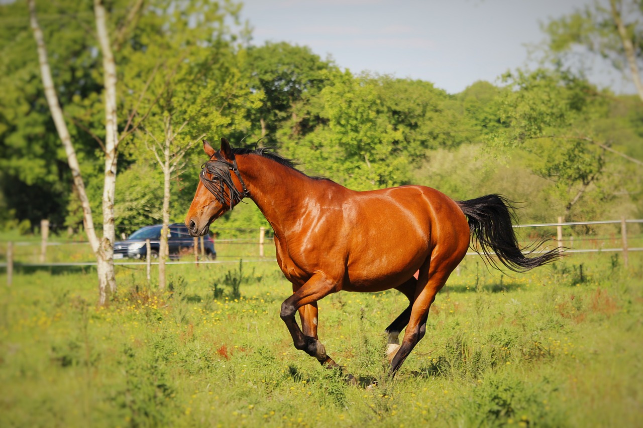 horse walker  horse  horses free photo