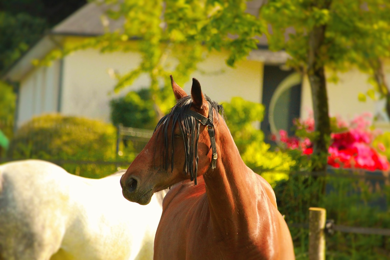 horse walker  horse  horses free photo