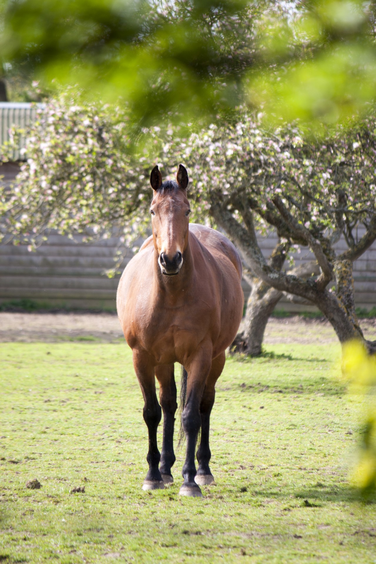 horse pony equine free photo