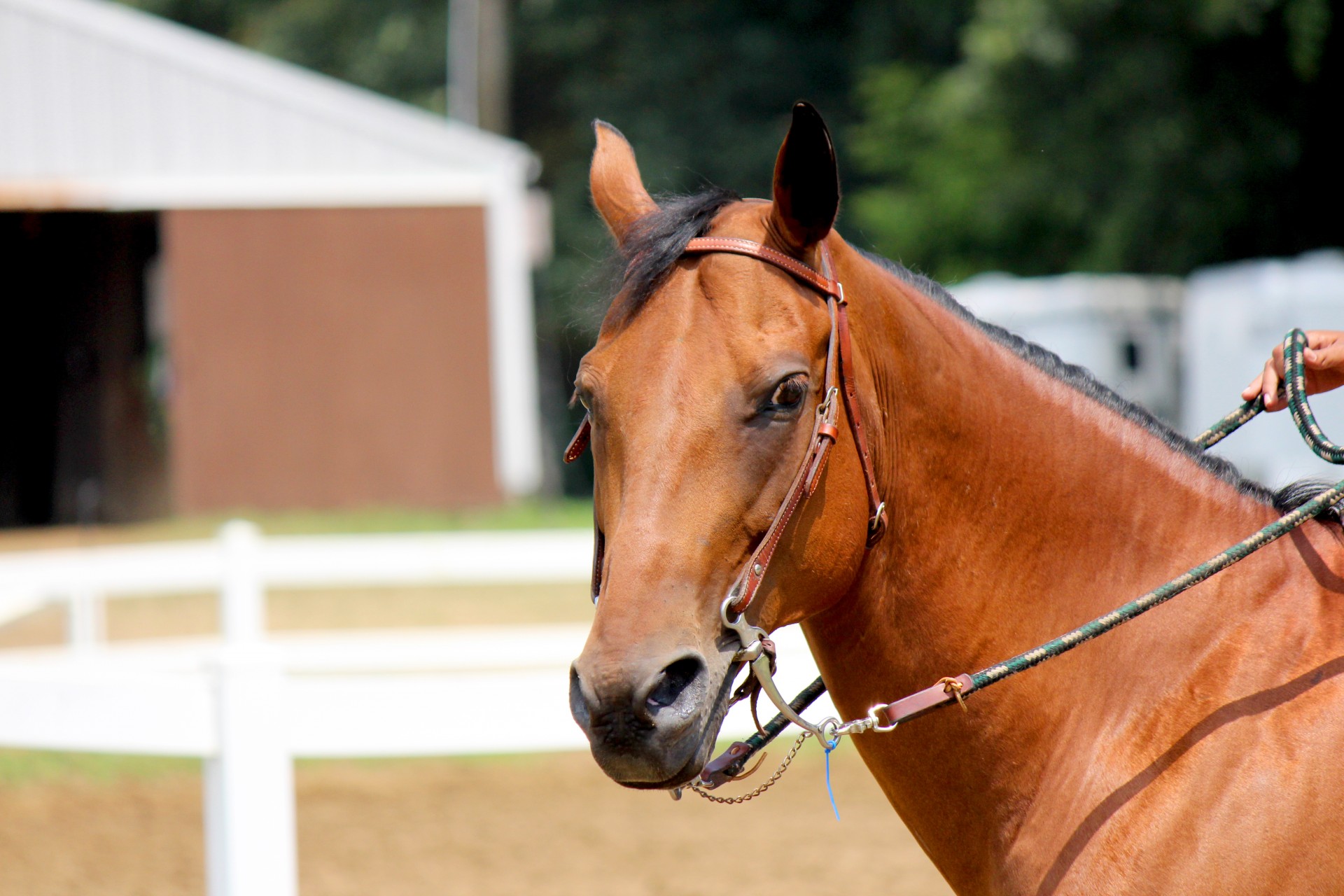 horse bridle horse portrait free photo