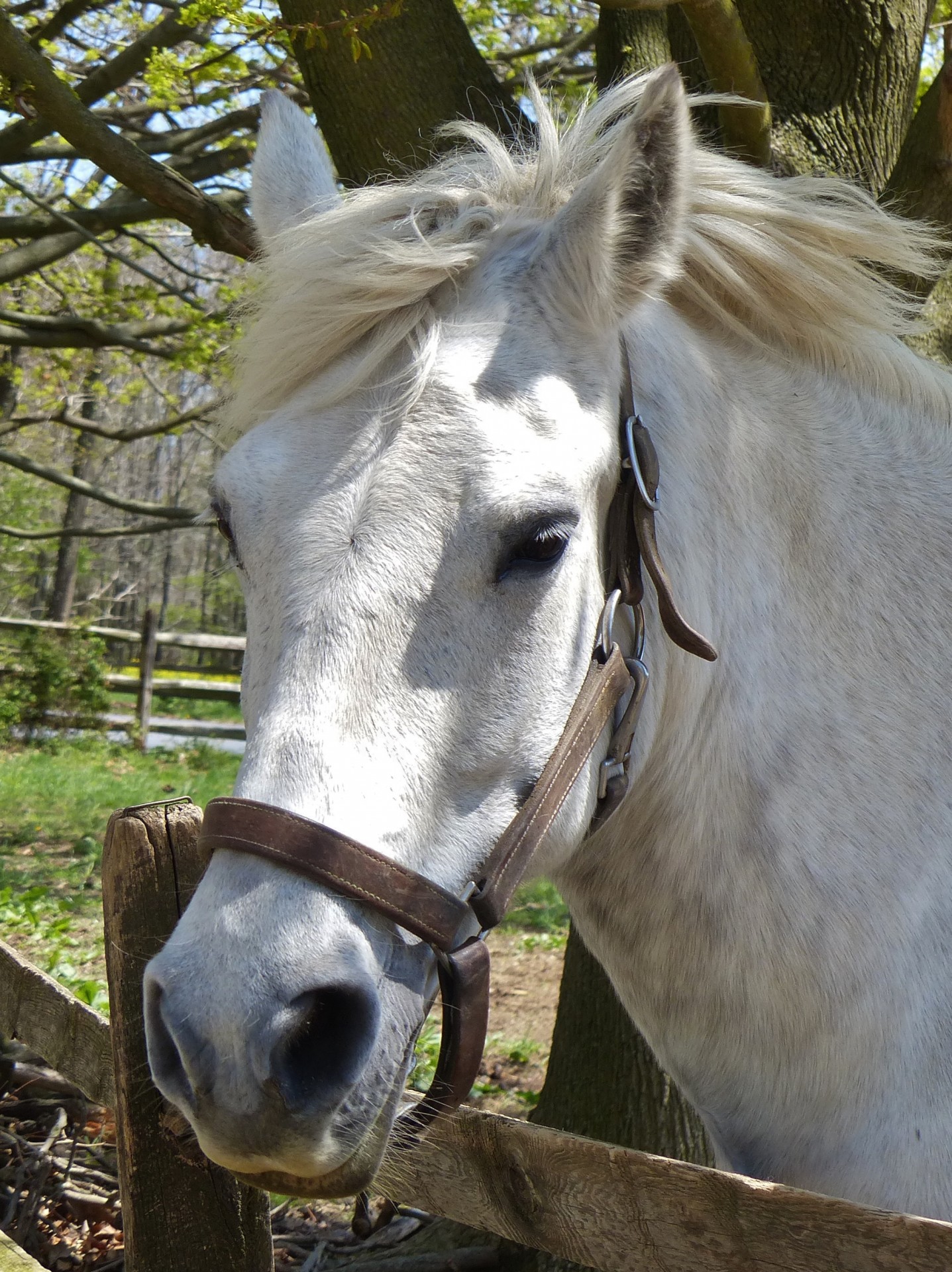 horse farm animal free photo