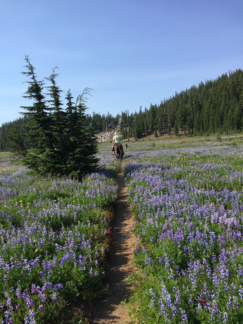 horseback wilderness oregon free photo