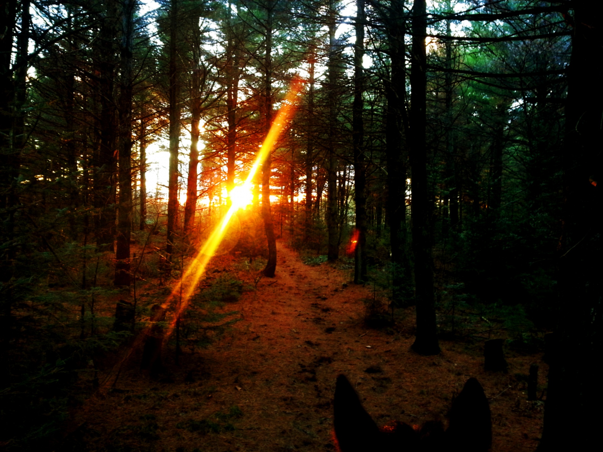 sunset sun forest free photo