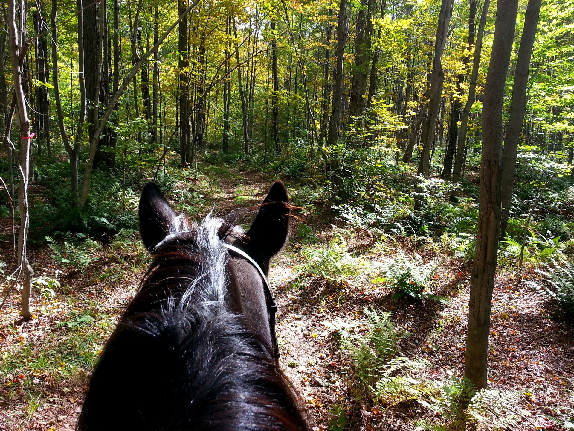 horse horses canadian horse free photo