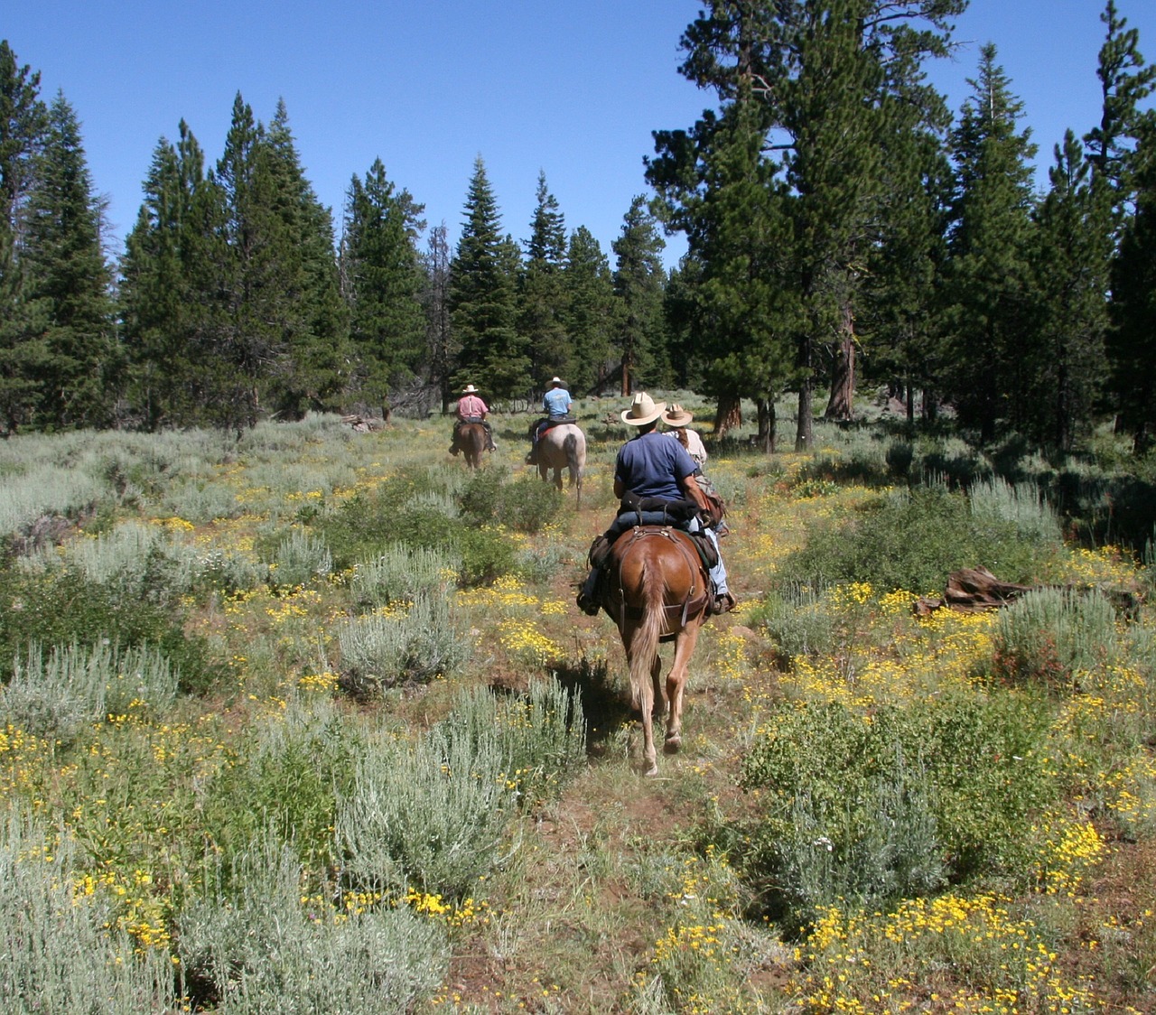 horseback riding trail wilderness free photo