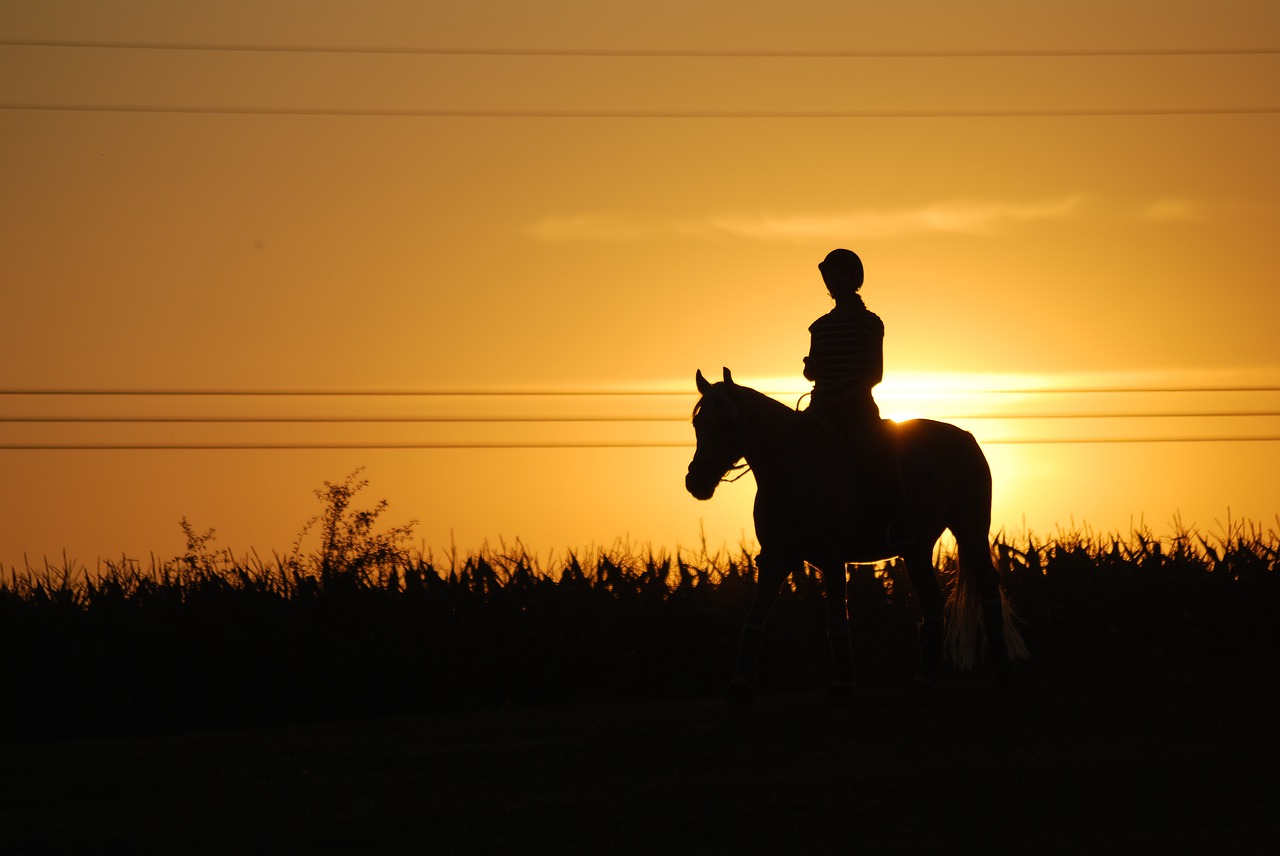 horseback riding sunset horse free photo