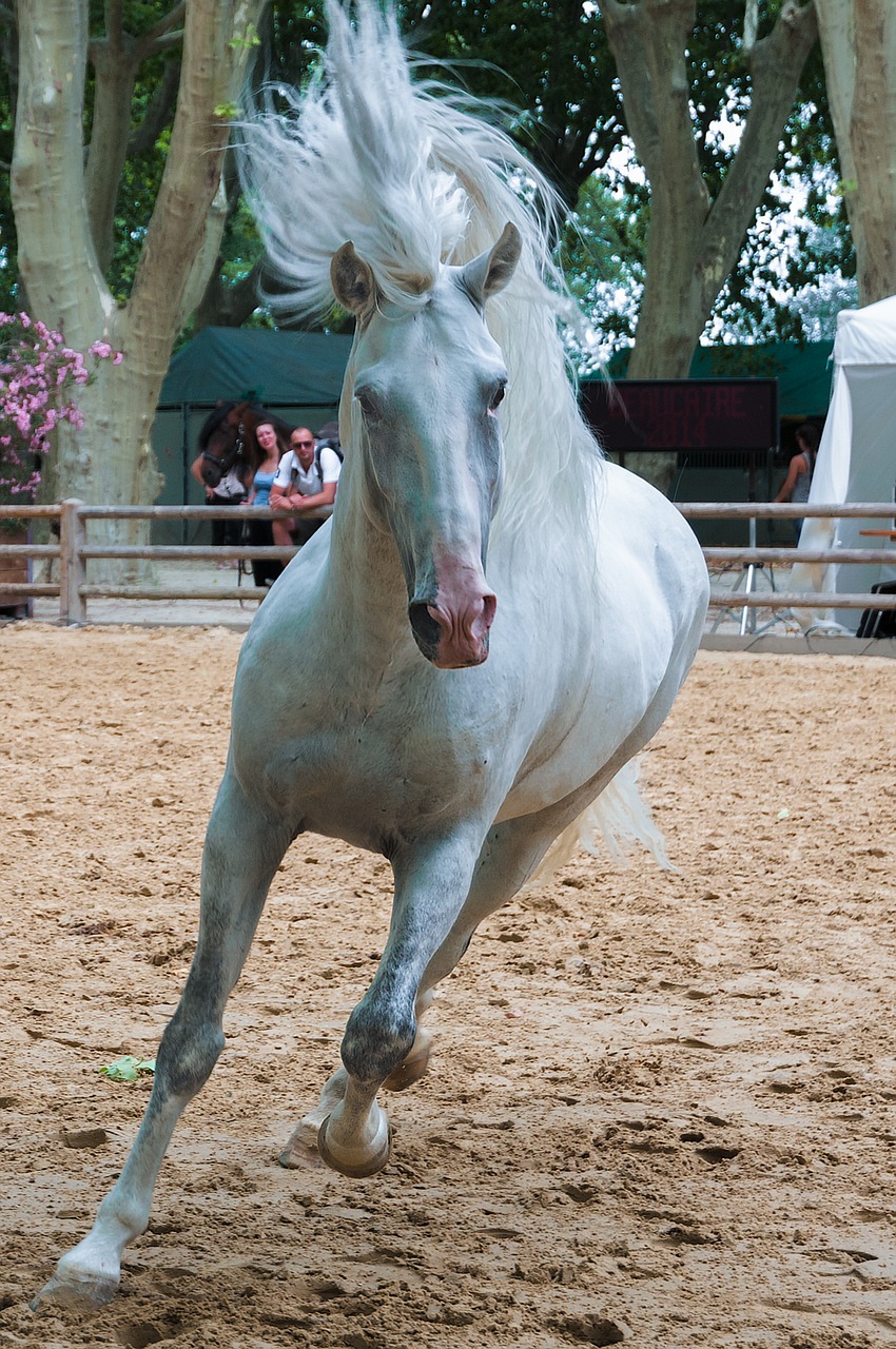 horseback riding horse dressage free photo