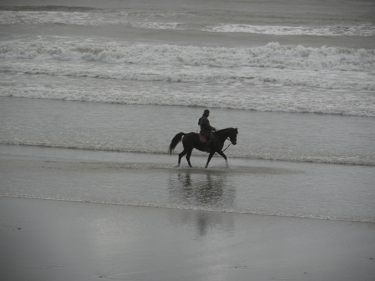 horseback riding beach ocean free photo