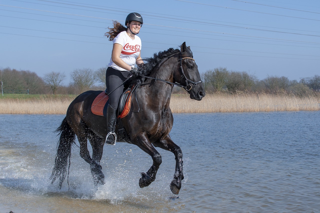 horseback riding  horse  nature free photo