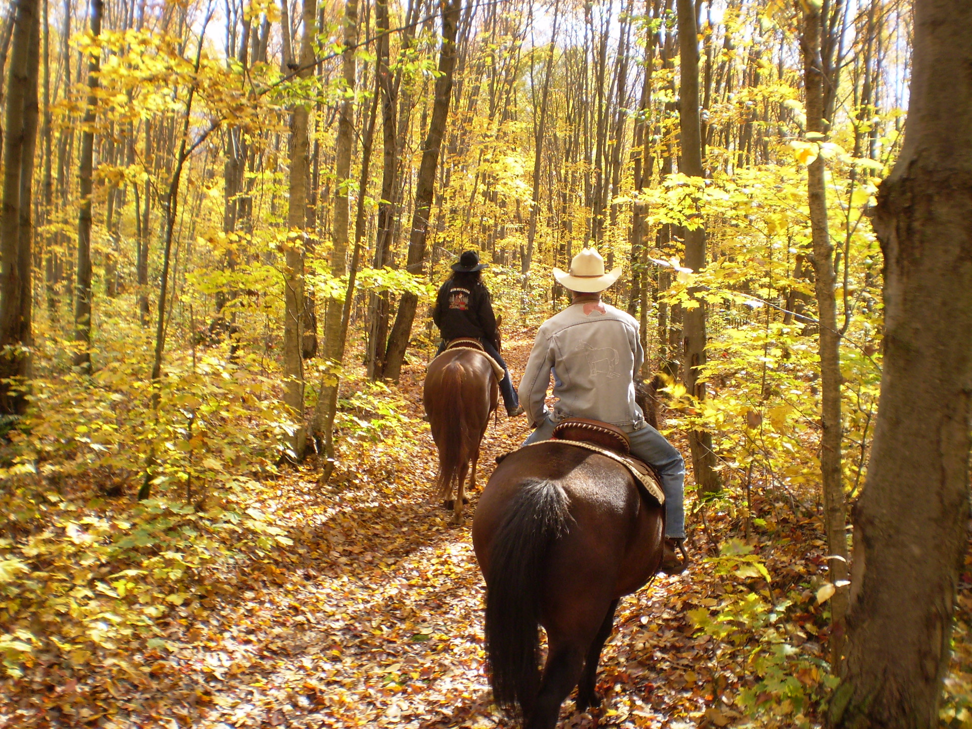 horse horseback autumn free photo