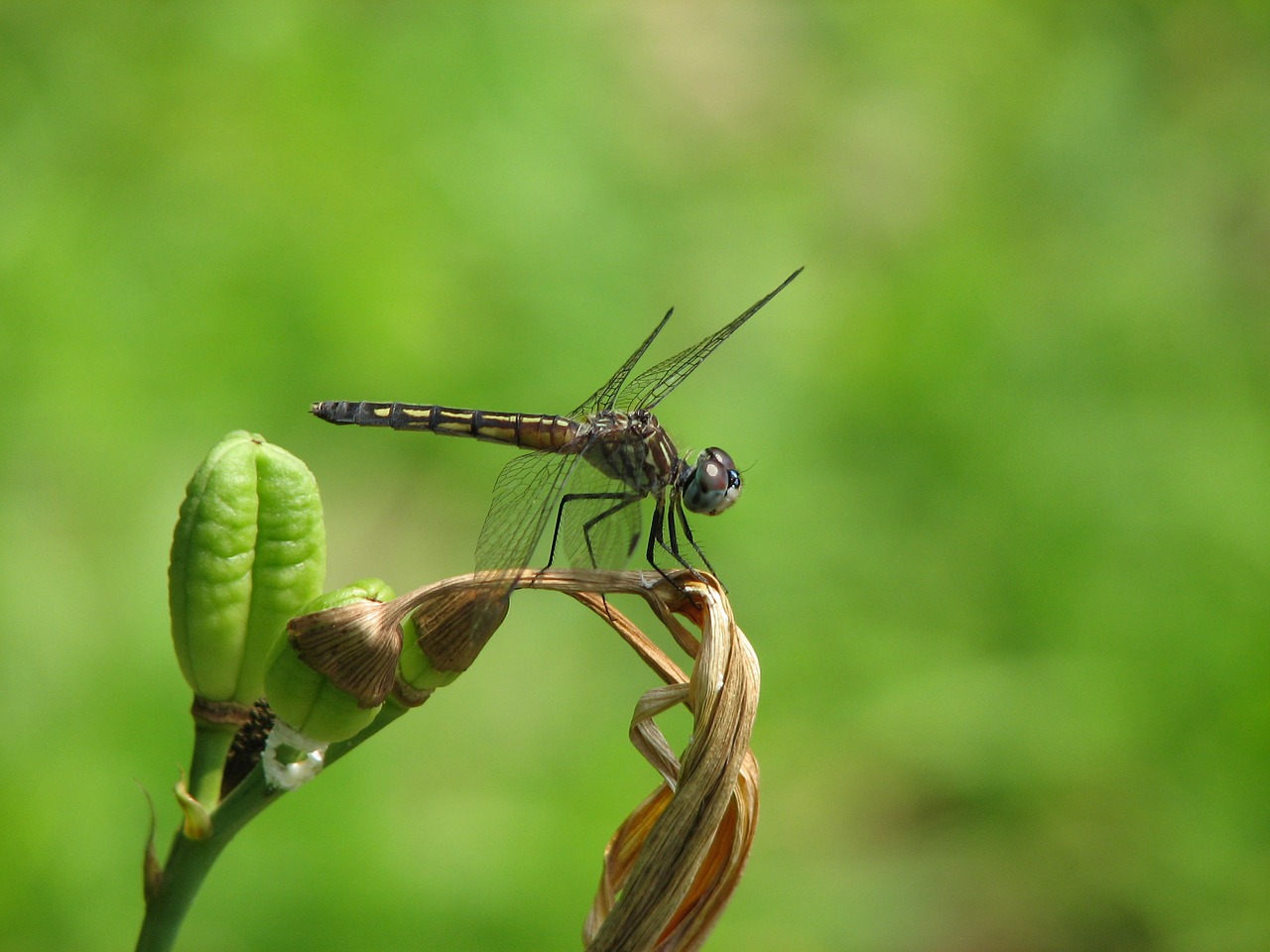 dragon-fly perched bug free photo