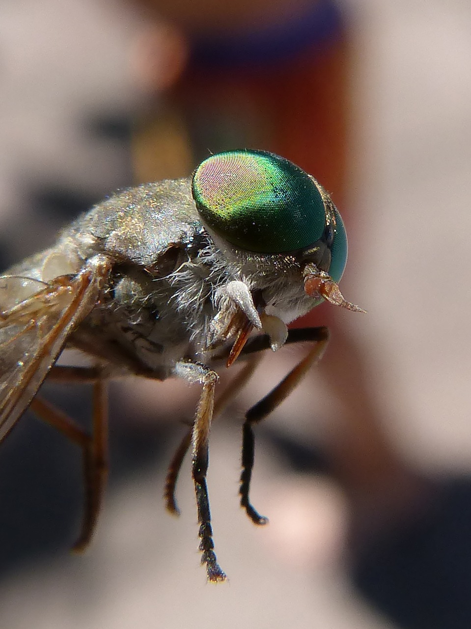 horsefly compound eye tabanid free photo