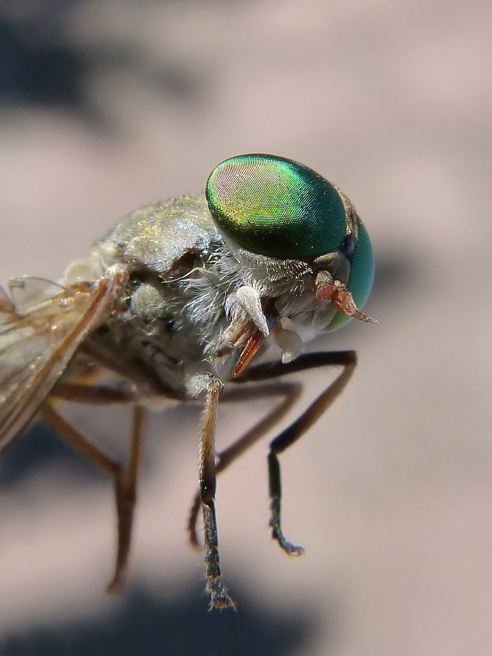 horsefly compound eye tabanid free photo