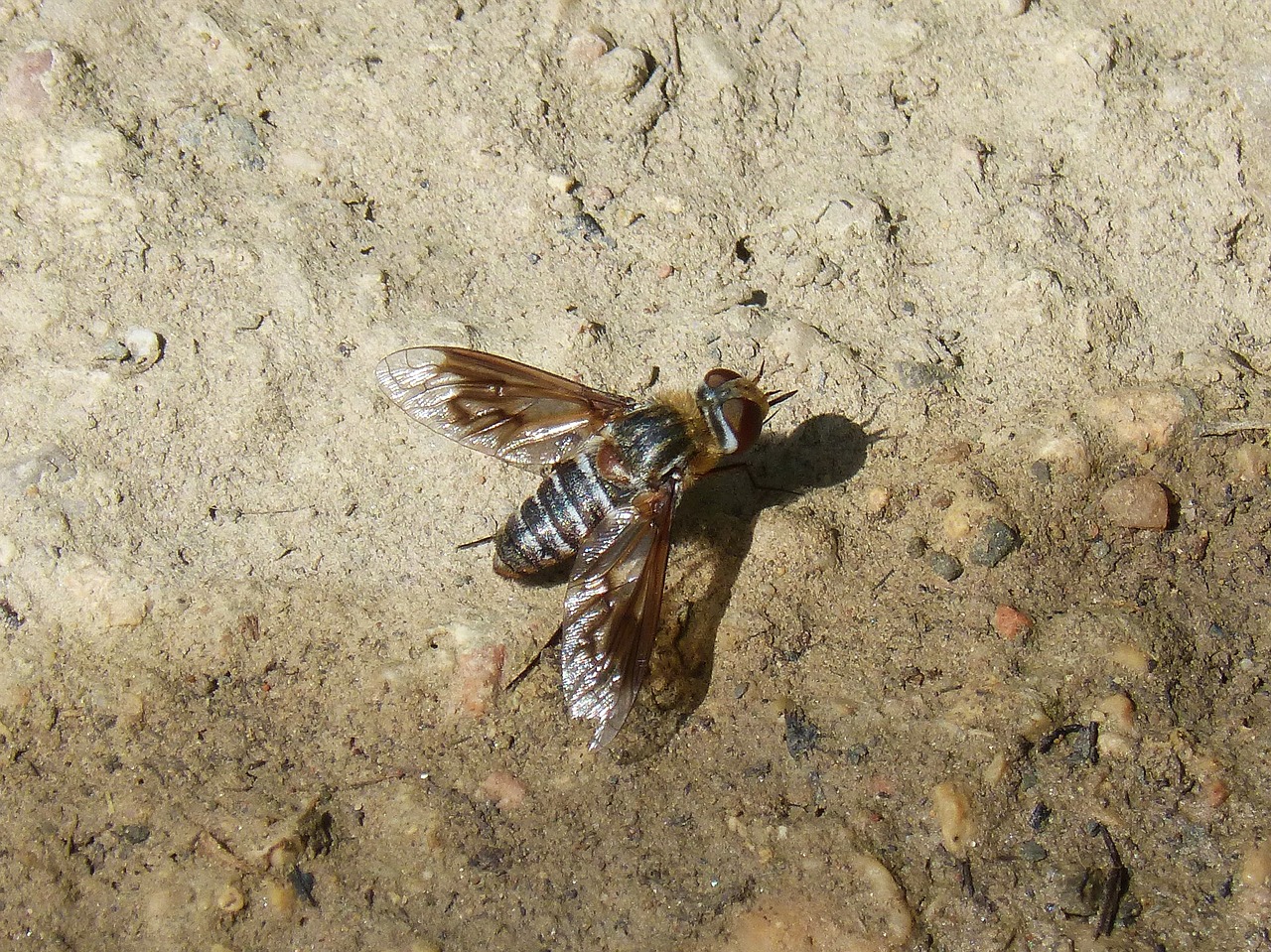 horsefly botfly sting free photo