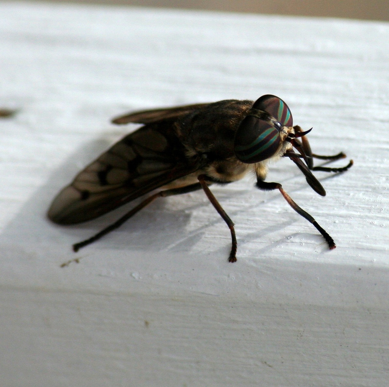 horsefly insect biting free photo
