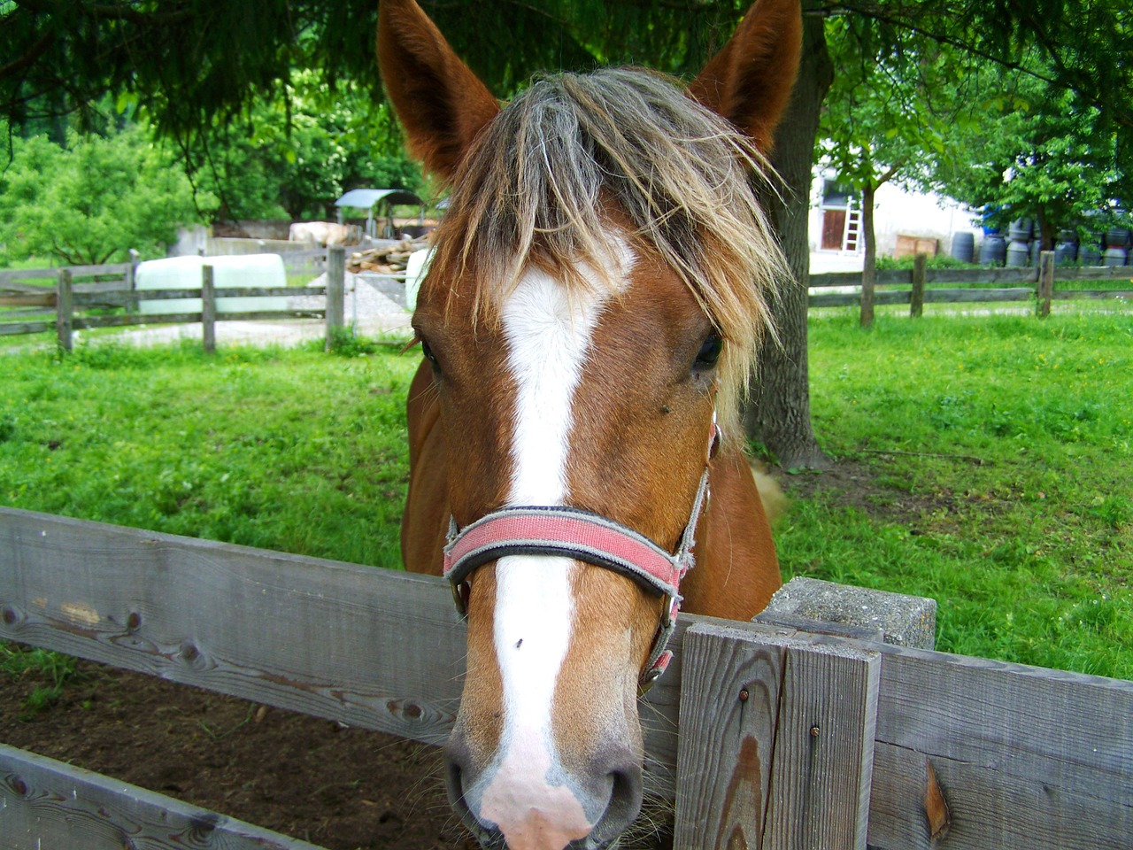 horsehead brown and white animal free photo