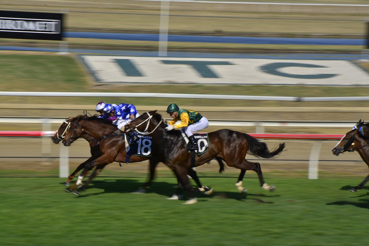 horseracing turf horse free photo