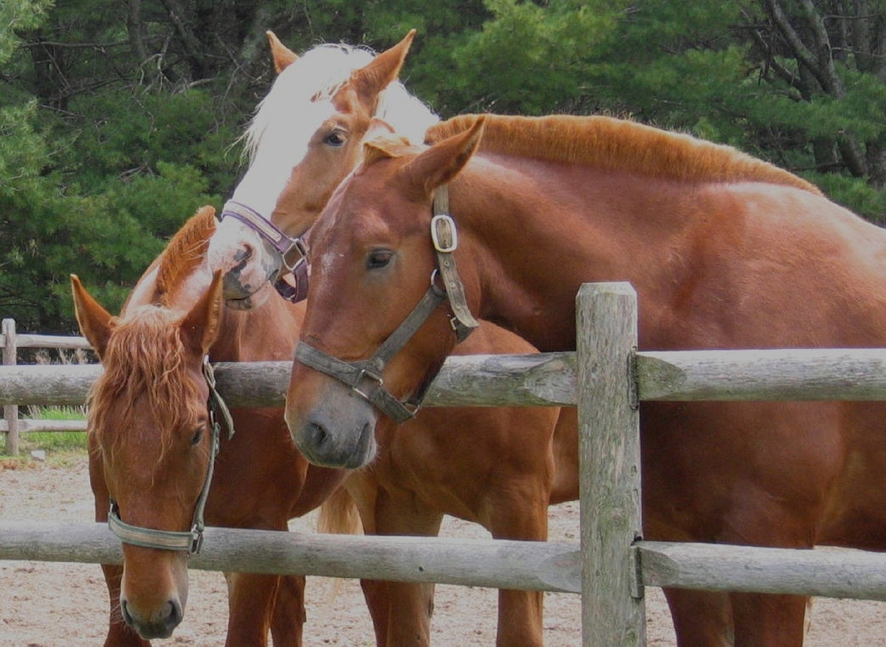 horses corral nature free photo