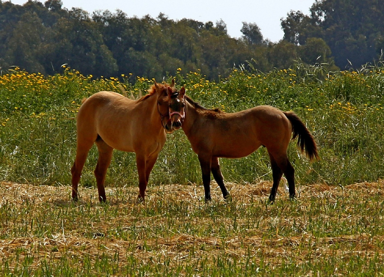 horses nature outdoors free photo