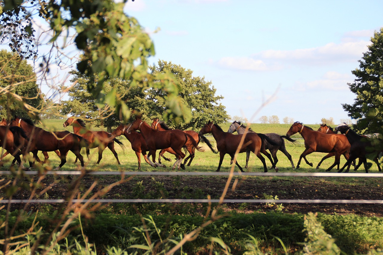 horses flock pasture free photo