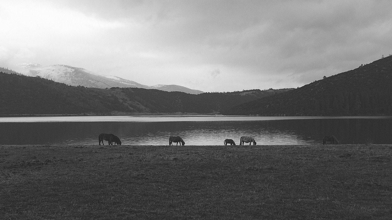 horses lakeside pasture free photo