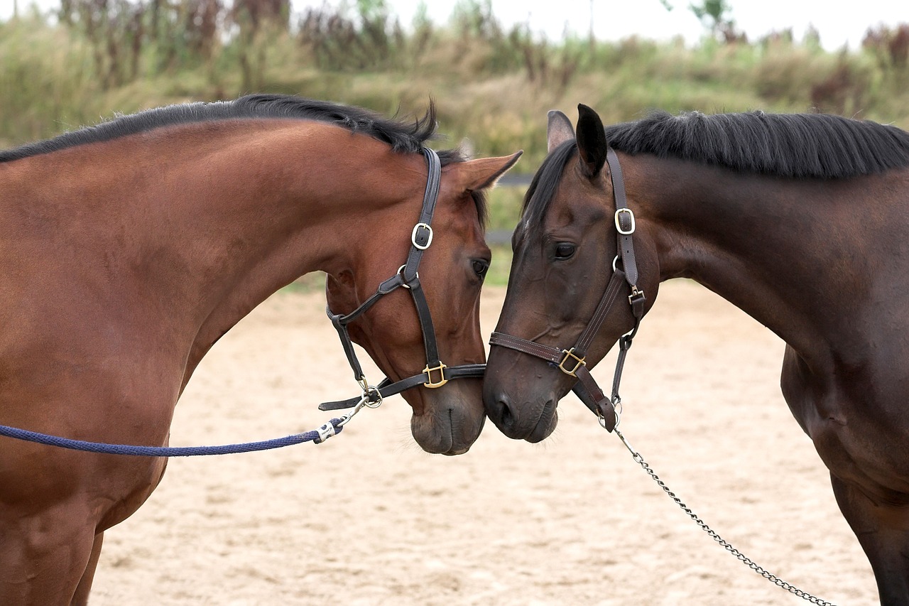 horses love sweet free photo