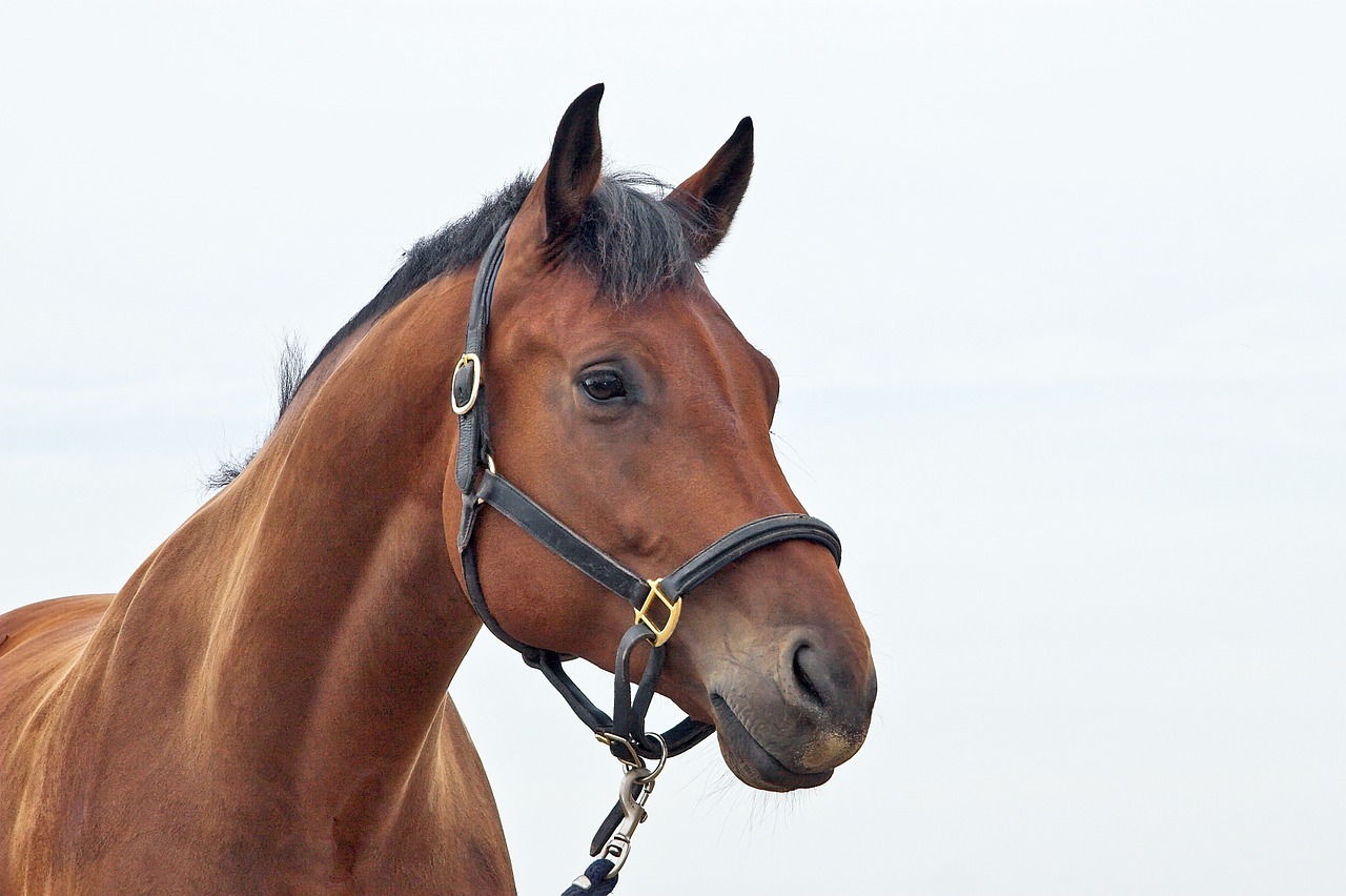 horses animals horsehead free photo