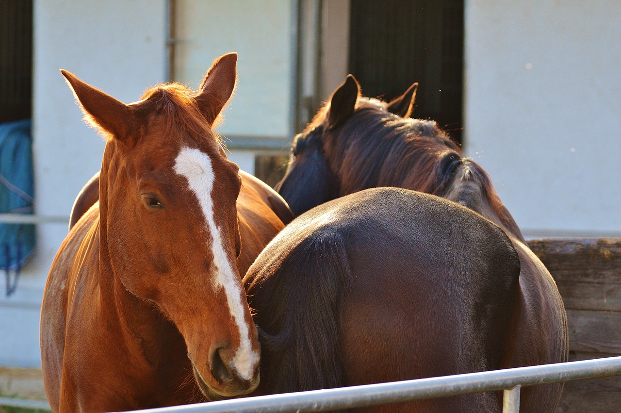 horses togetherness cute free photo