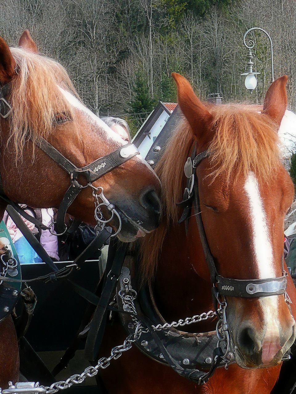 horses harness carriage free photo
