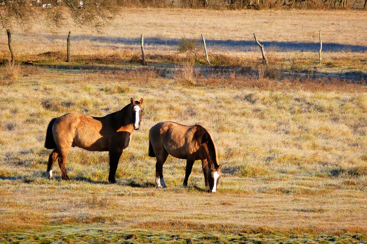 horses field paddock free photo