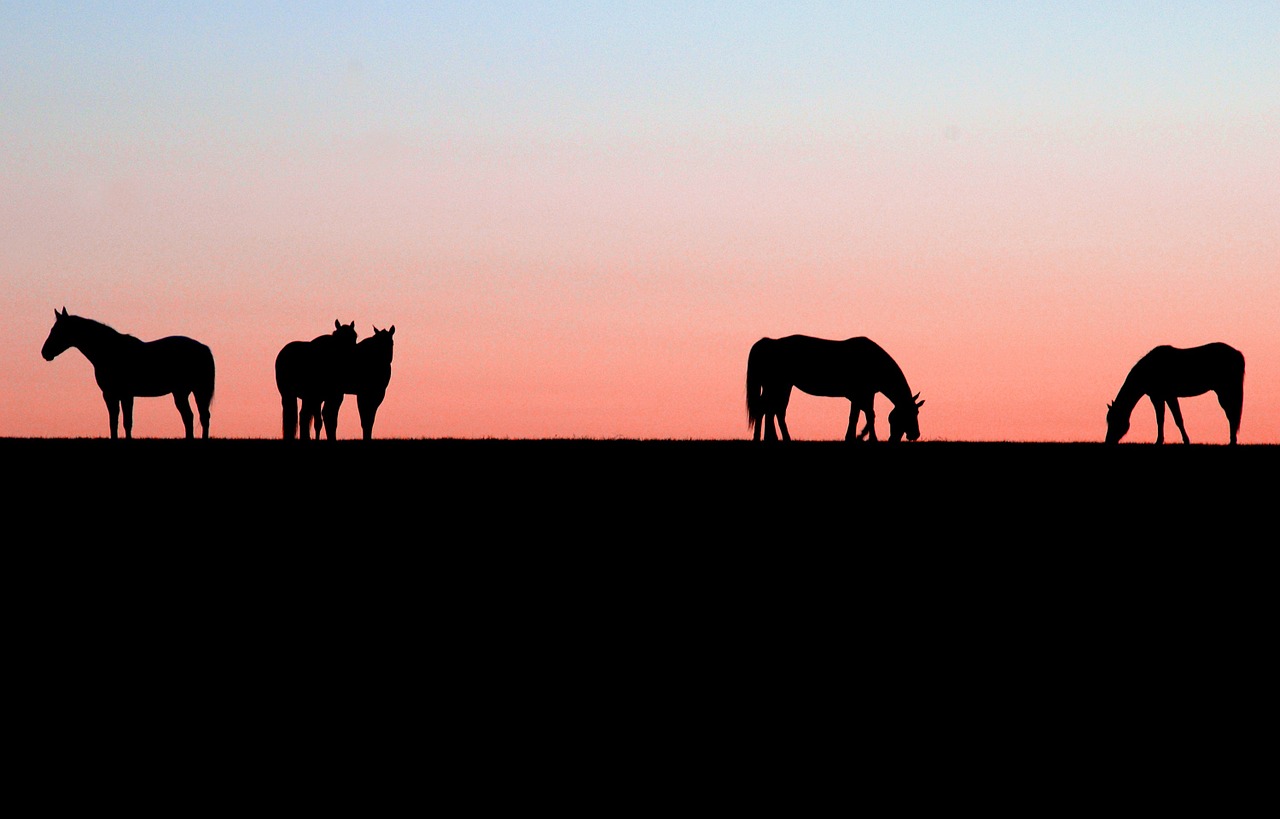 horses sunset nature free photo