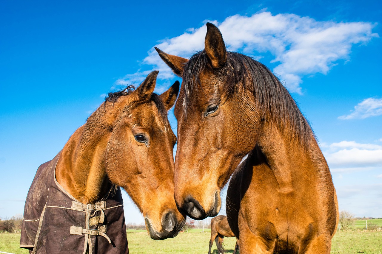 horses affection coupling free photo
