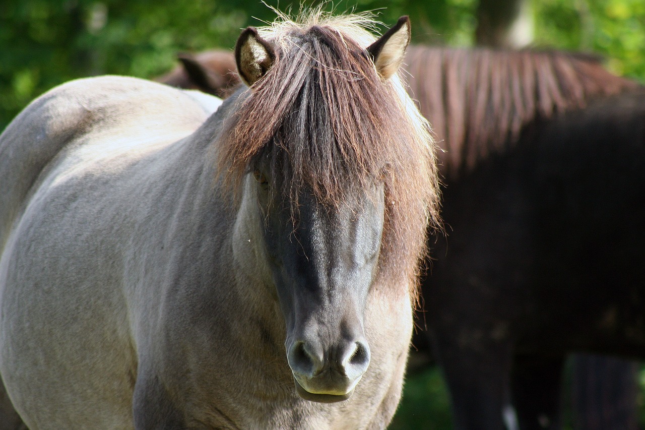 horses iceland iceland horses free photo