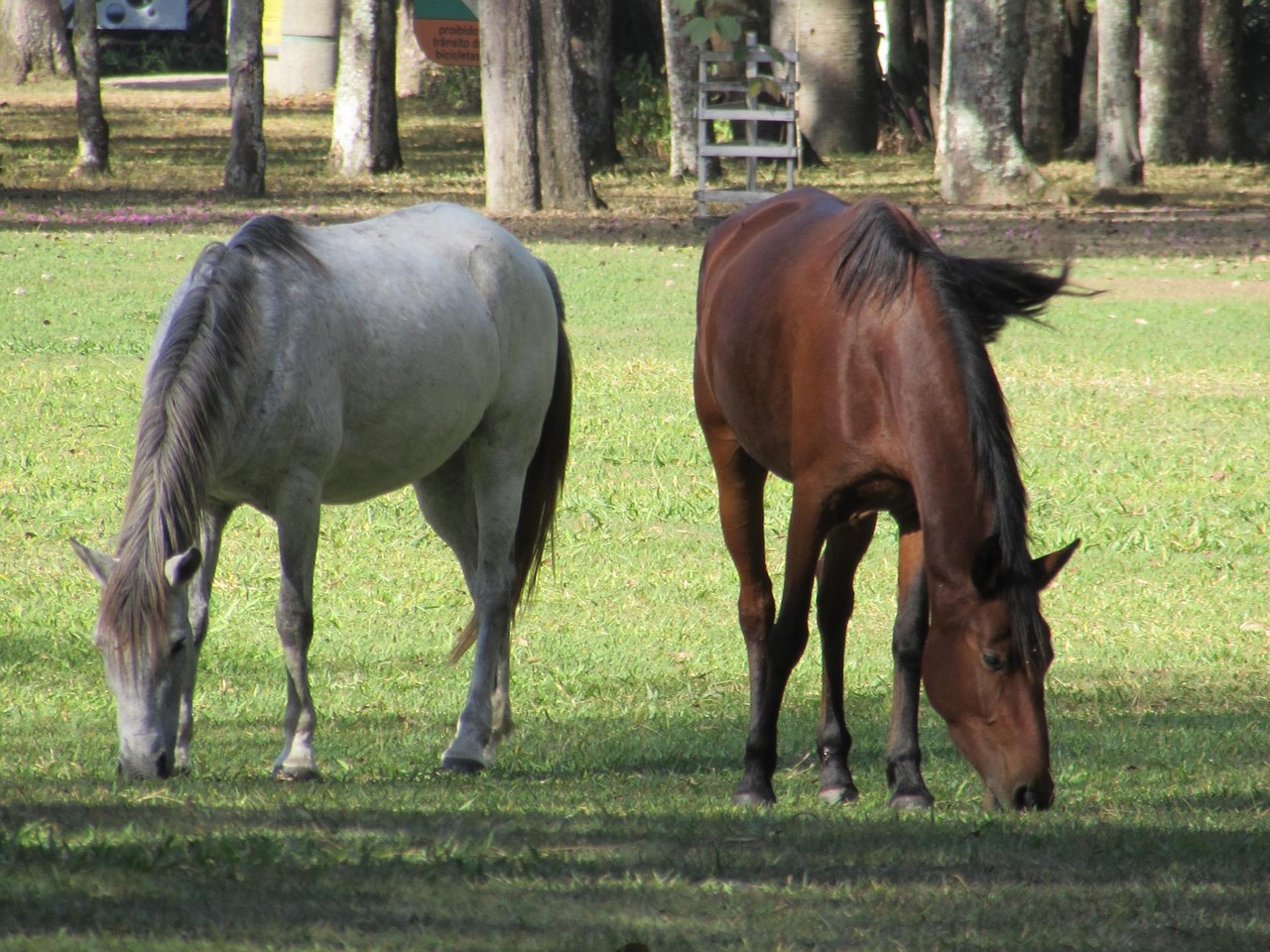 horses haras animal free photo