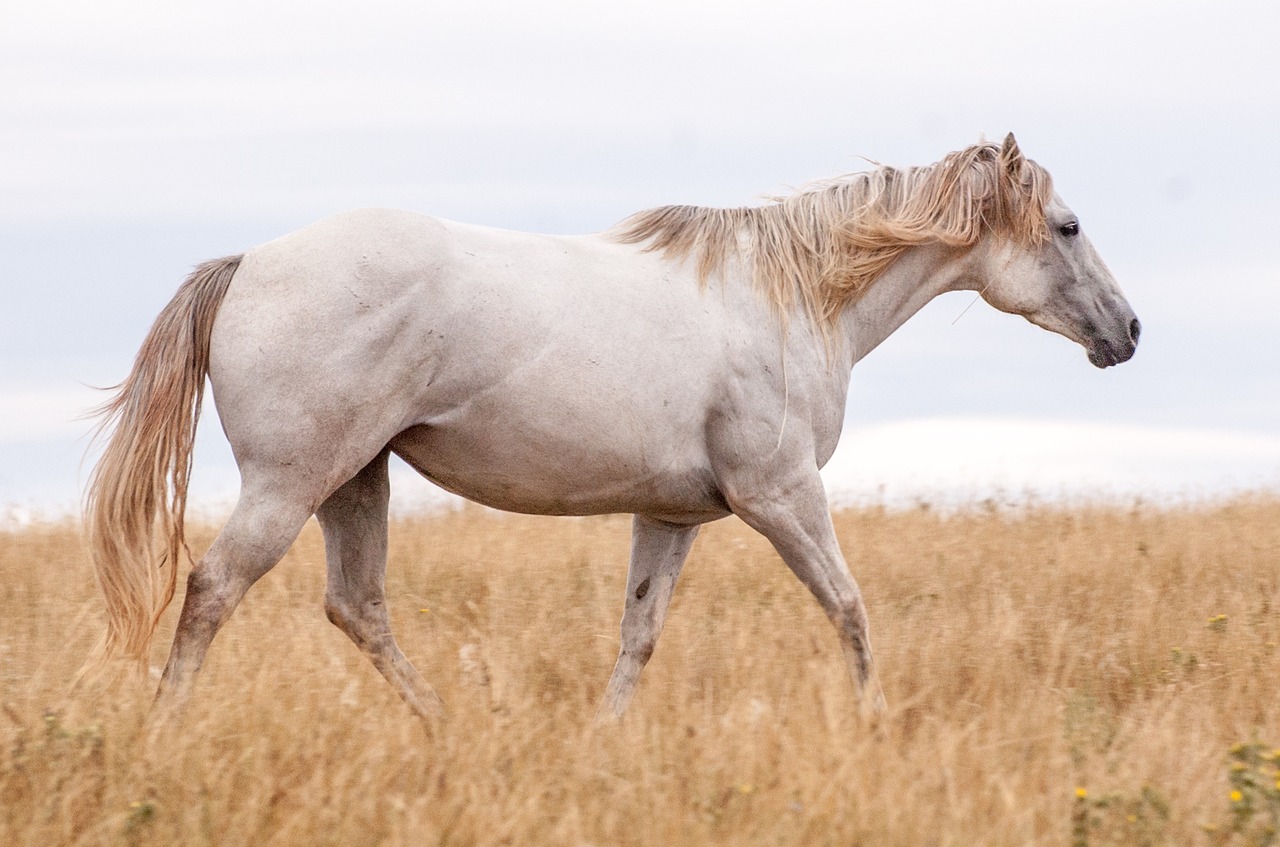 horses grey horse free photo