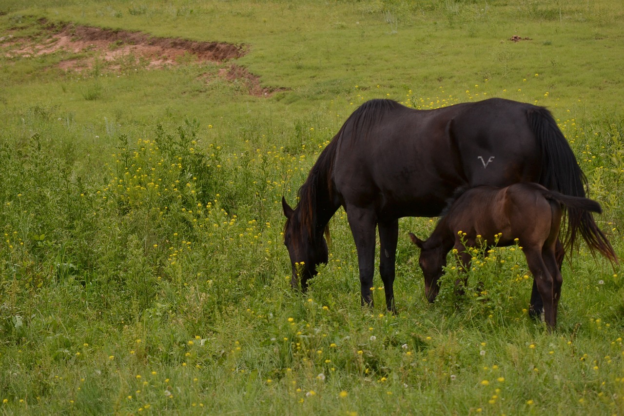 horses foal black horse free photo