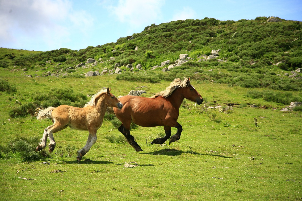 horses landscape animals free photo