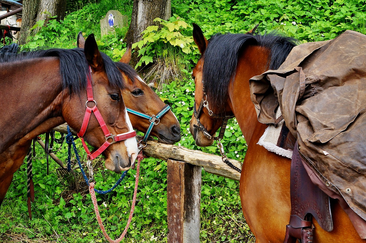 horses animals wildlife free photo