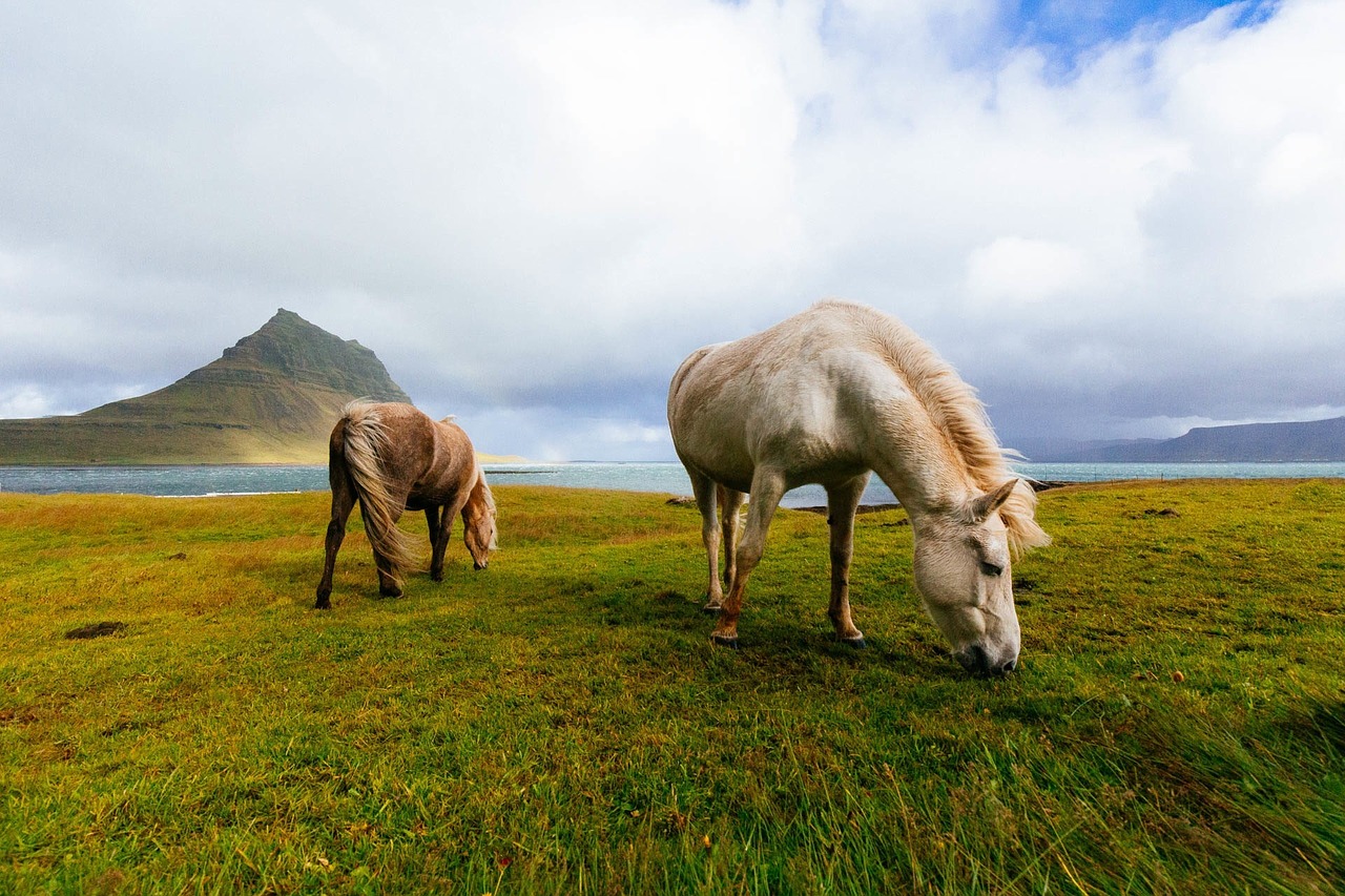horses grazing landscape free photo